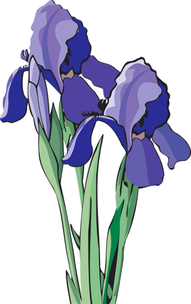 Web Design & Development - Clip Art Purple Iris Art - Png Download (639x1014), Png Download