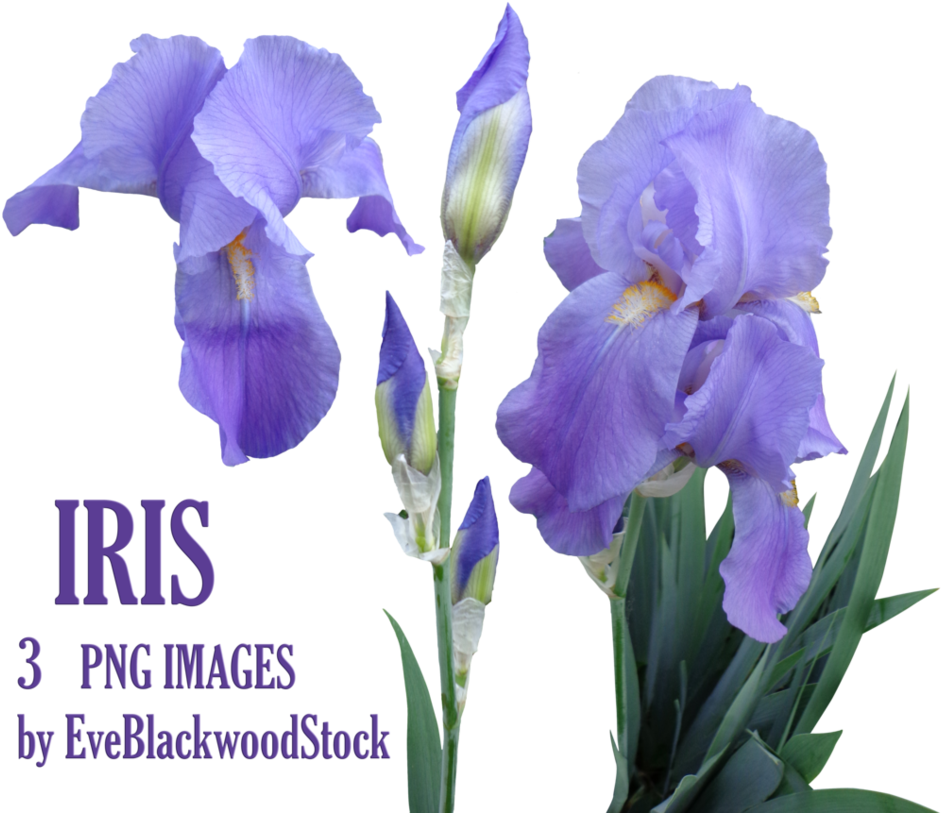 Flores Iris Png , Png Download Clipart (941x813), Png Download
