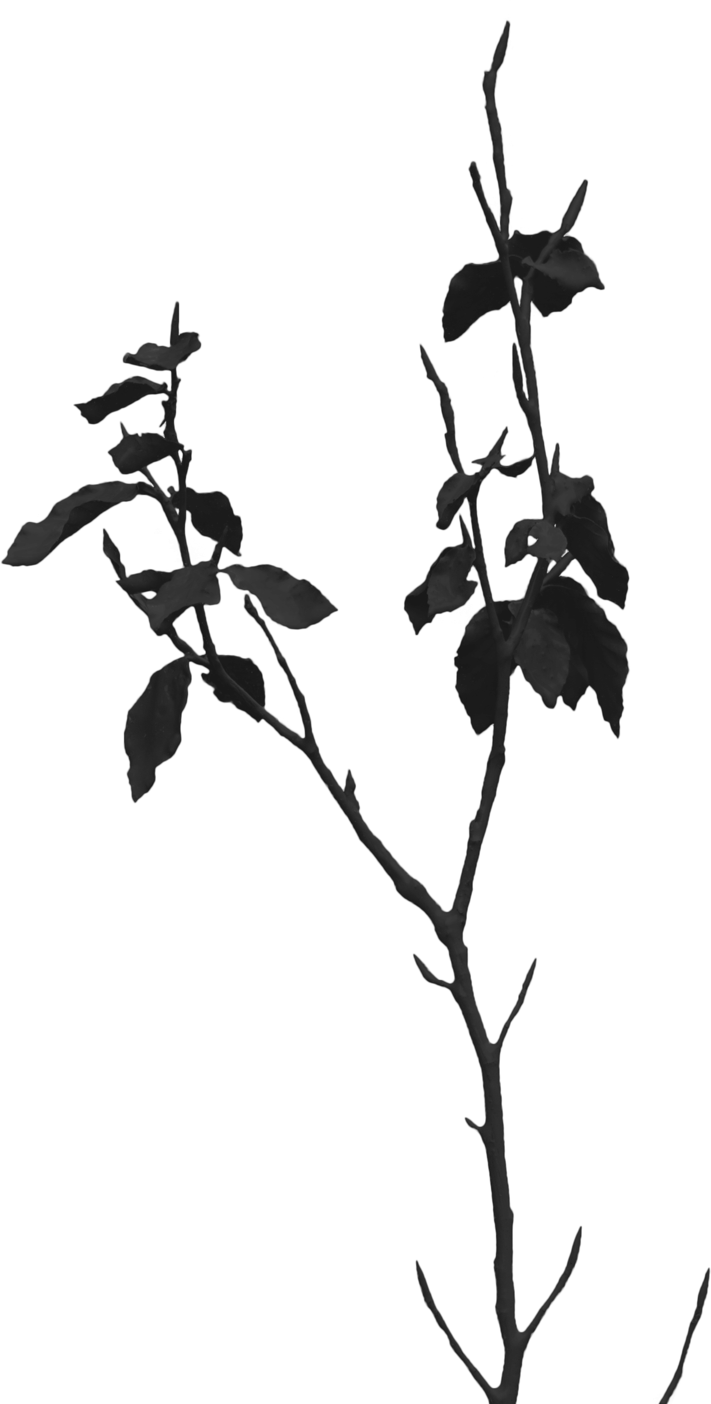 Twig , Png Download - Twig Clipart (1424x2810), Png Download