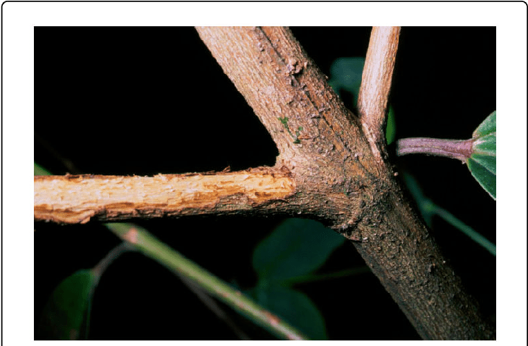 Twig With Bark Damaged By Female Of O - Macro Photography Clipart (769x504), Png Download