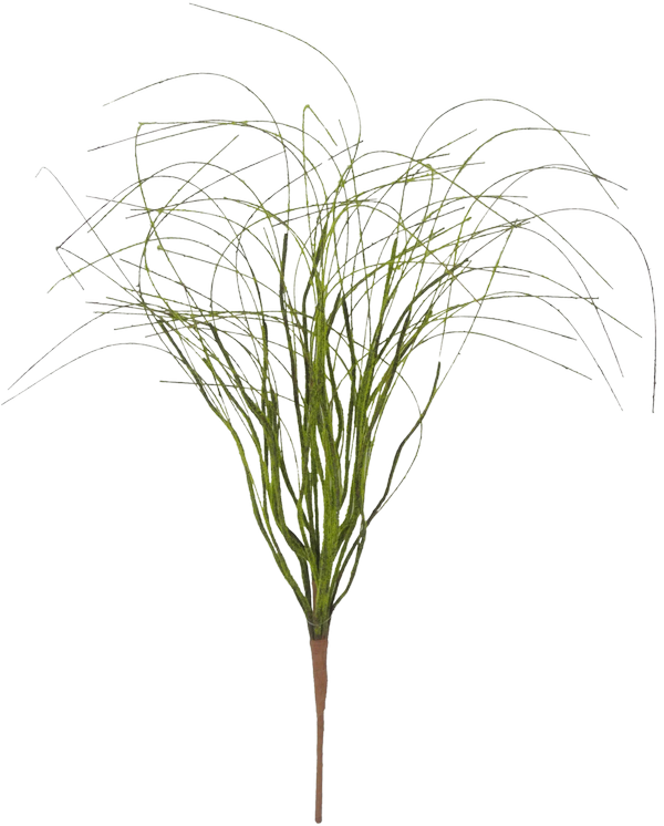 Grass Clipart (600x746), Png Download