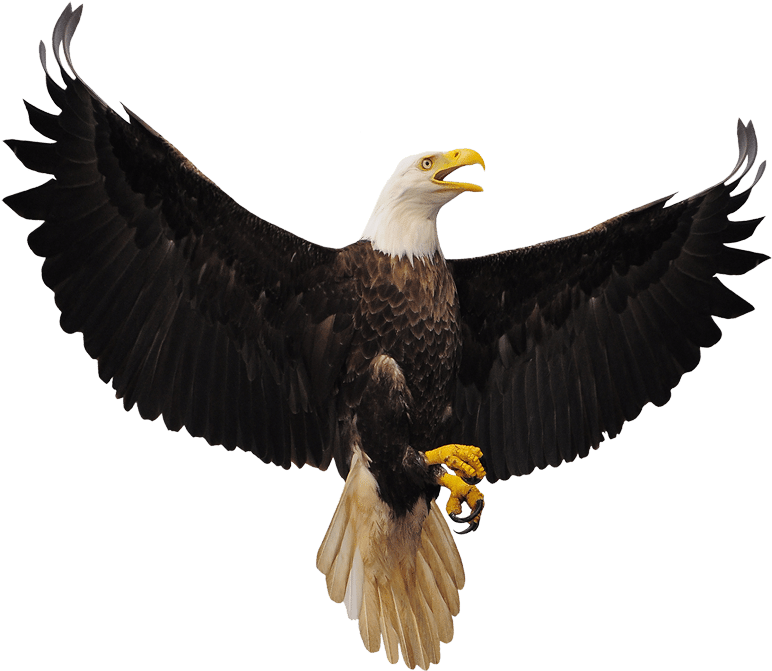 Bald Eagle - Flying Eagles Clipart (800x673), Png Download