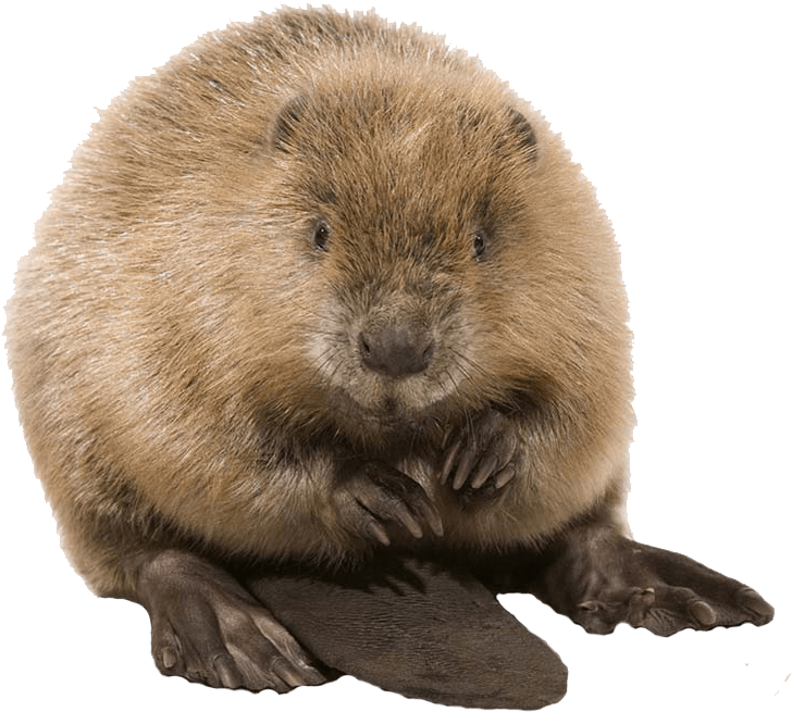Cute Beaver - Beaver Png Clipart (1024x768), Png Download.