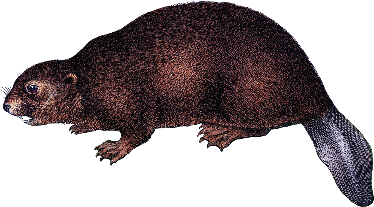 Beaver Png Background Image - Beaver Png Clipart (1280x710), Png Download