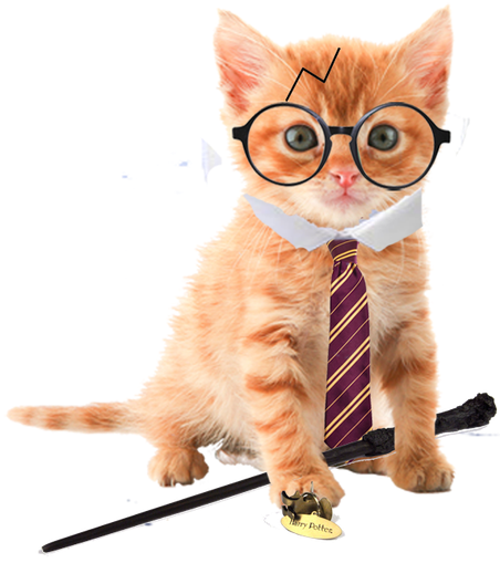 Orange Tabby Kitten No Background Clipart (463x741), Png Download