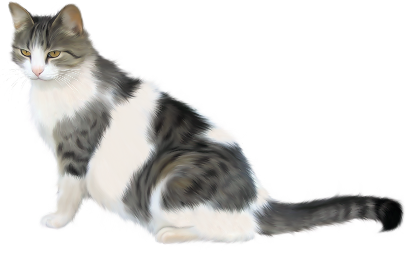 Яндекс - Фотки - Kedi Png Clipart (800x498), Png Download