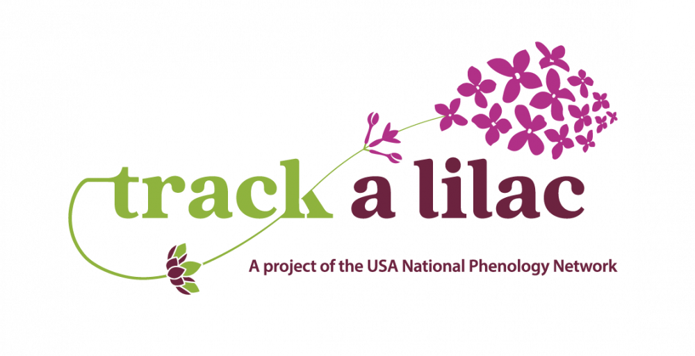 Track A Lilac Logo - Graphic Design Clipart (1000x513), Png Download