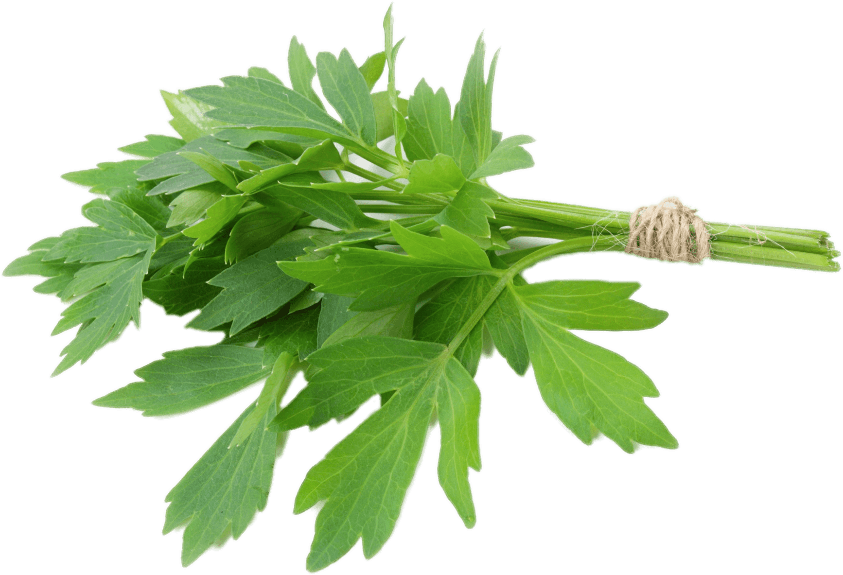Lovage - Lovage Herbs Clipart (1944x1458), Png Download