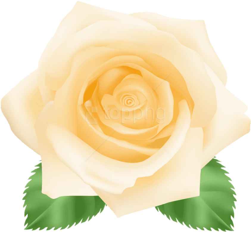 Free Png Download Yellow Rose Png Images Background - Floribunda Clipart (850x780), Png Download