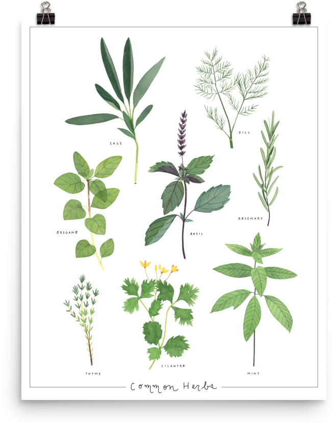 Herbs-poster Mockup Transparent Transparent - Illustration Clipart (1000x1000), Png Download