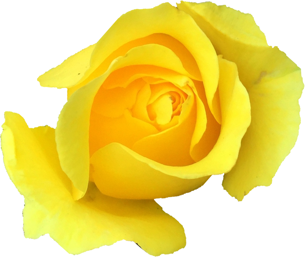 Free Download - Garden Roses Clipart (996x838), Png Download