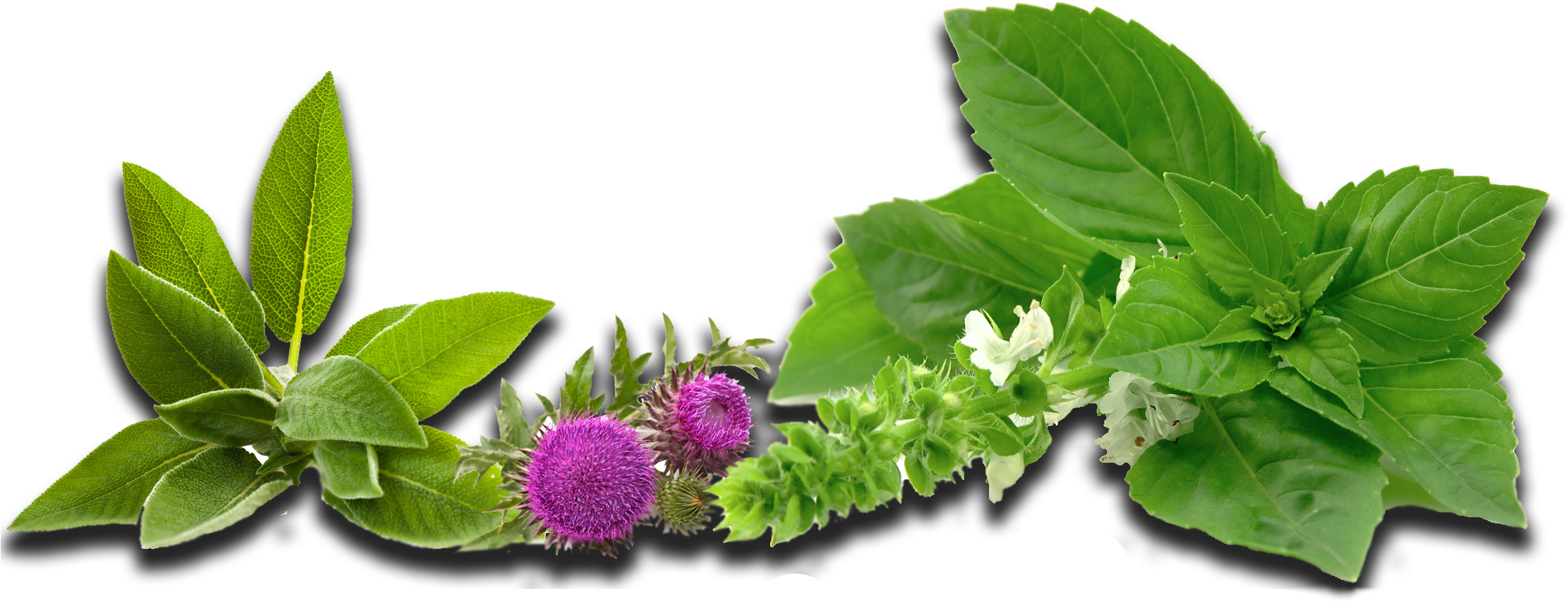 Herbs - Greater Burdock Clipart (2306x1050), Png Download