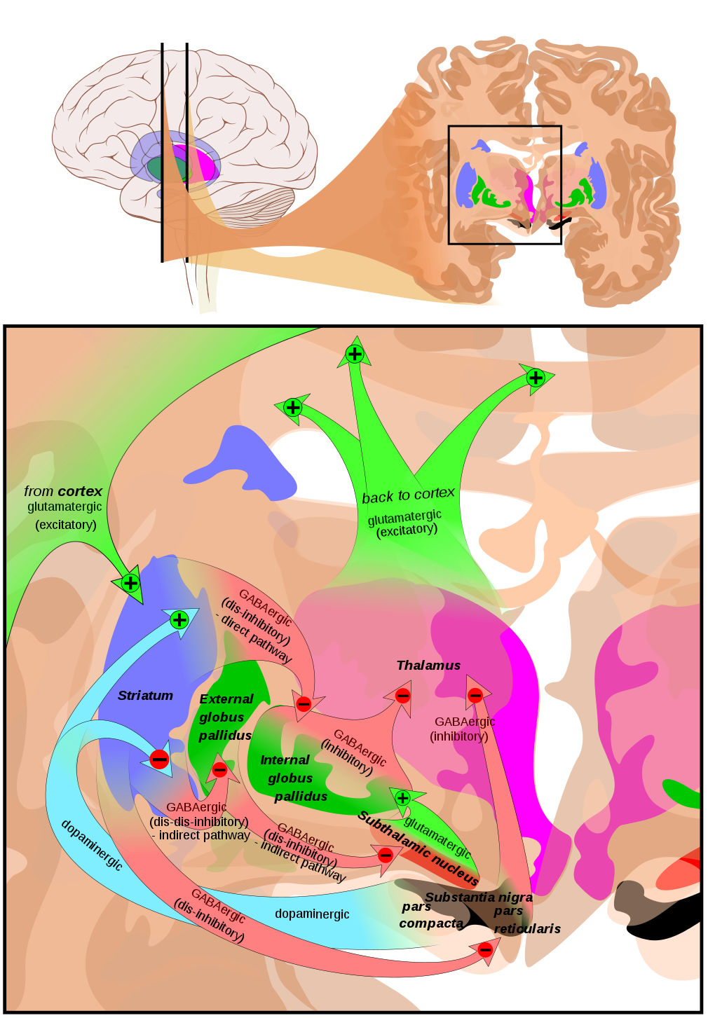 Basal Ganglia Circuits Clipart (1010x1453), Png Download