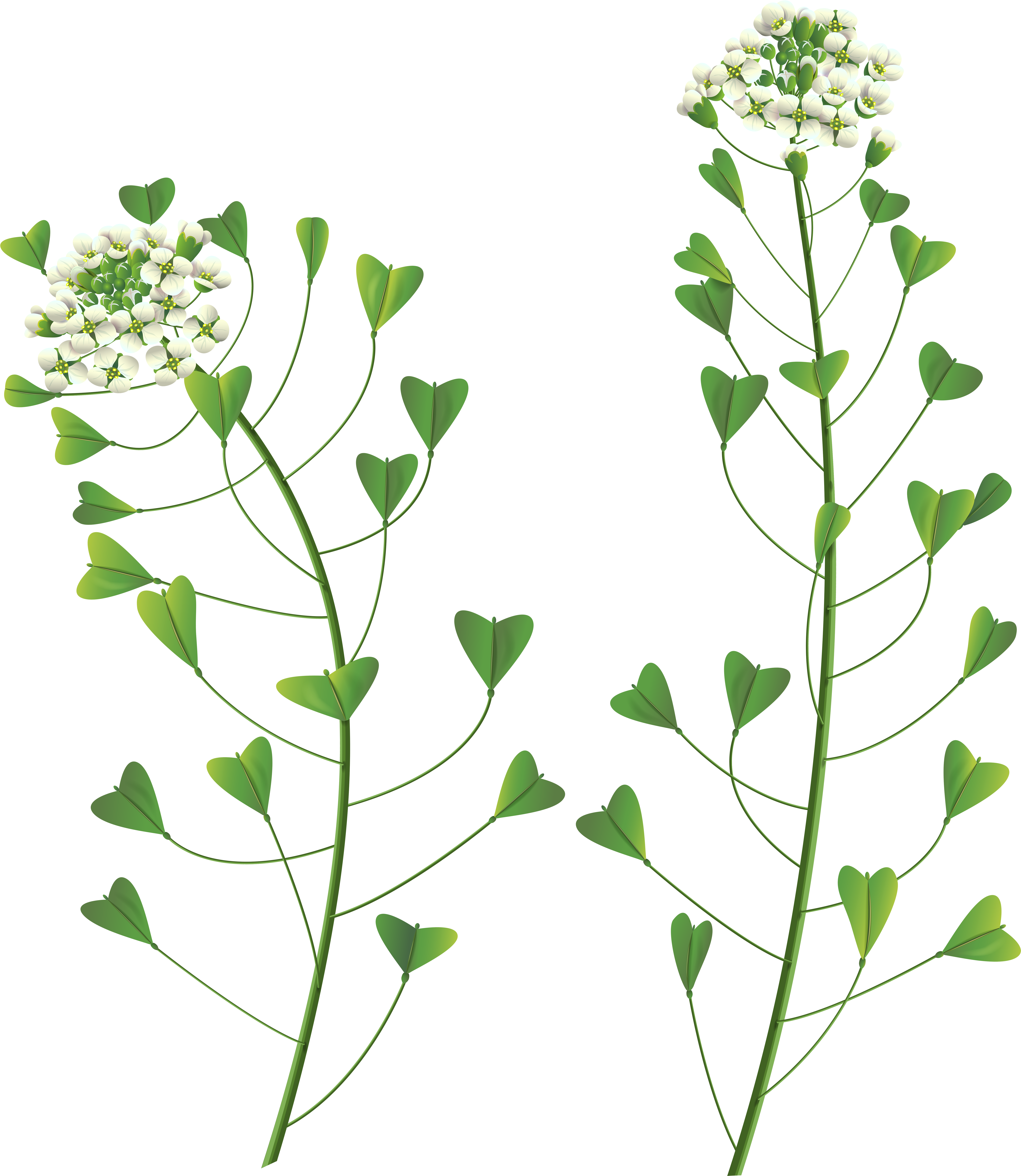 Herbs Clipart Silhouette - Png Download (7098x8000), Png Download