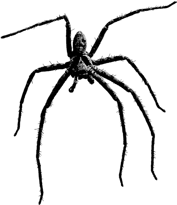 Jpg Library Download Transparent Spiders Scary - Scary Spider Transparent Clipart (597x694), Png Download