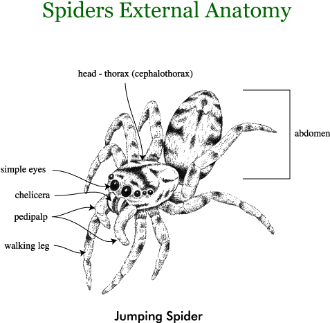 Spiders - Jumping Spider External Anatomy Clipart (700x532), Png Download