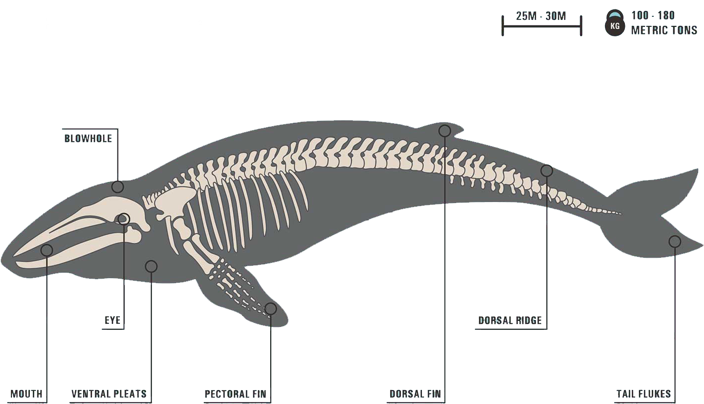 Image - Skeleton Of A Baleen Whale Clipart (1500x1000), Png Download