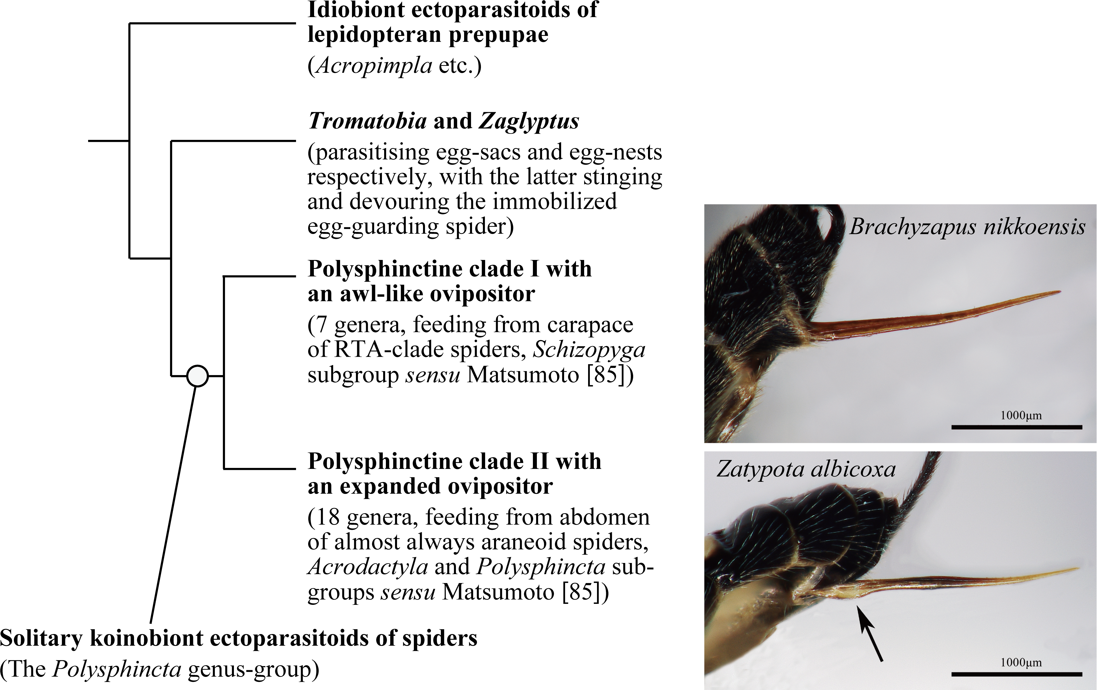 Parasite170127-fig1 Ovipositor Pimplinae - Rat Clipart (4435x2801), Png Download