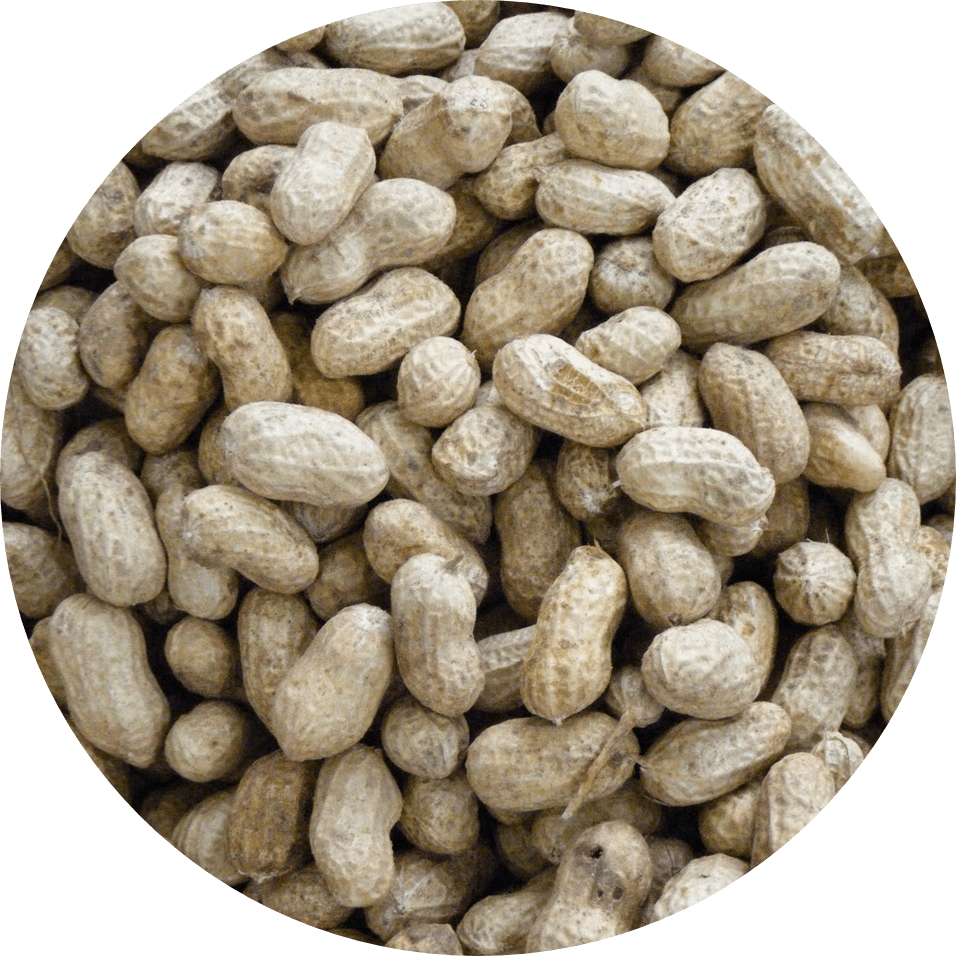 Seed Circle Peanuts - Seed Clipart (956x956), Png Download