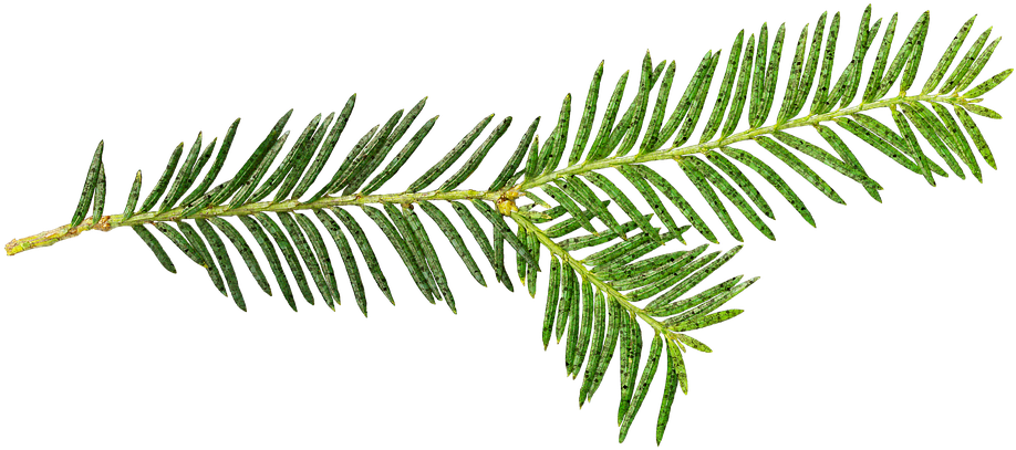 Stand-alone, Nature, Background, Sheet, Christmas Tree - Herbalism Clipart (960x446), Png Download