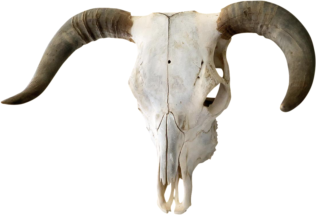 Authentic Horned Bull Chairish - Transparent Bull Skull Png Clipart (1124x767), Png Download