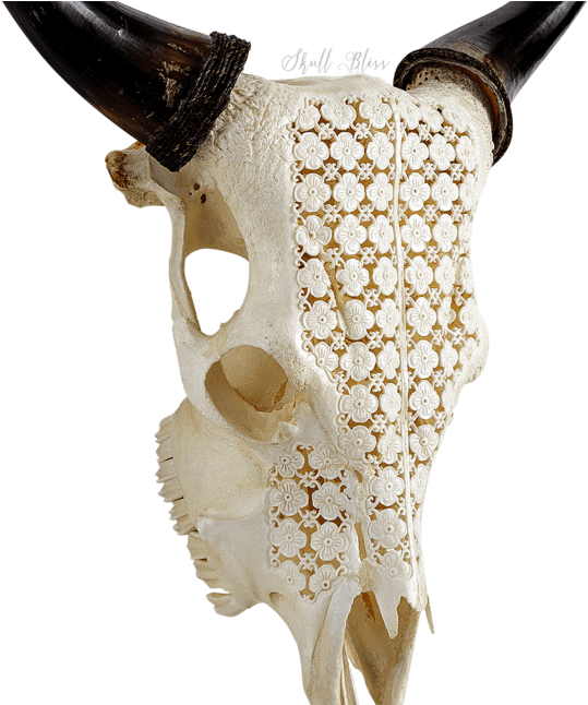 Carved Cow Skull - Cattle Clipart (645x645), Png Download