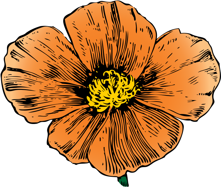 California Clip Art - California Poppy - Png Download (800x703), Png Download