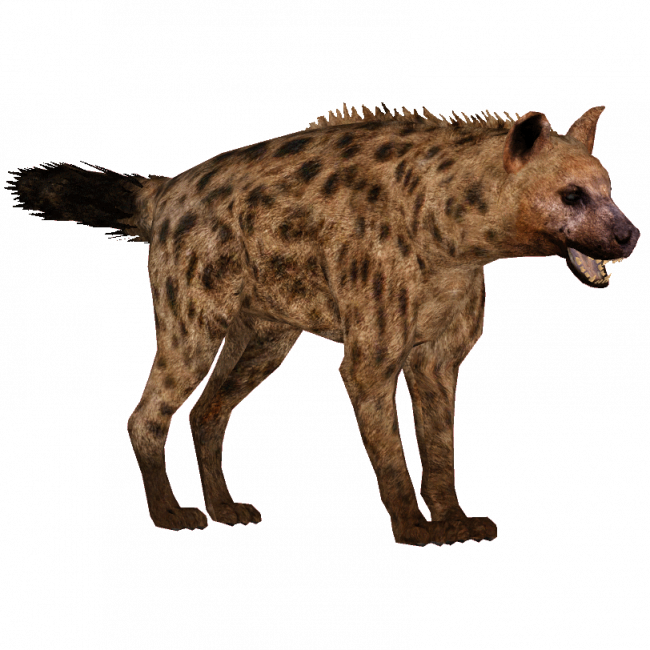 Hyena Png Clipart (650x650), Png Download