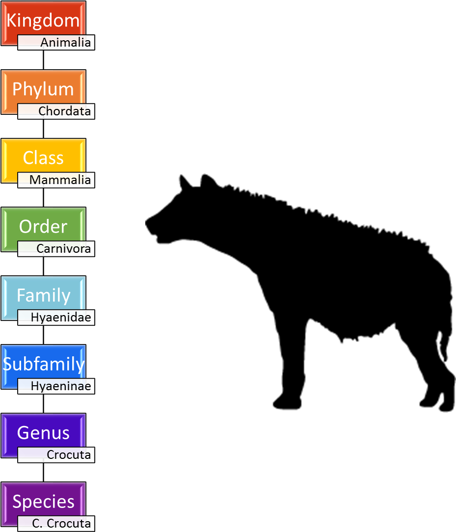 Taxonomy Of The Spotted Hyena - Hyena Taxonomy Clipart (950x1103), Png Download