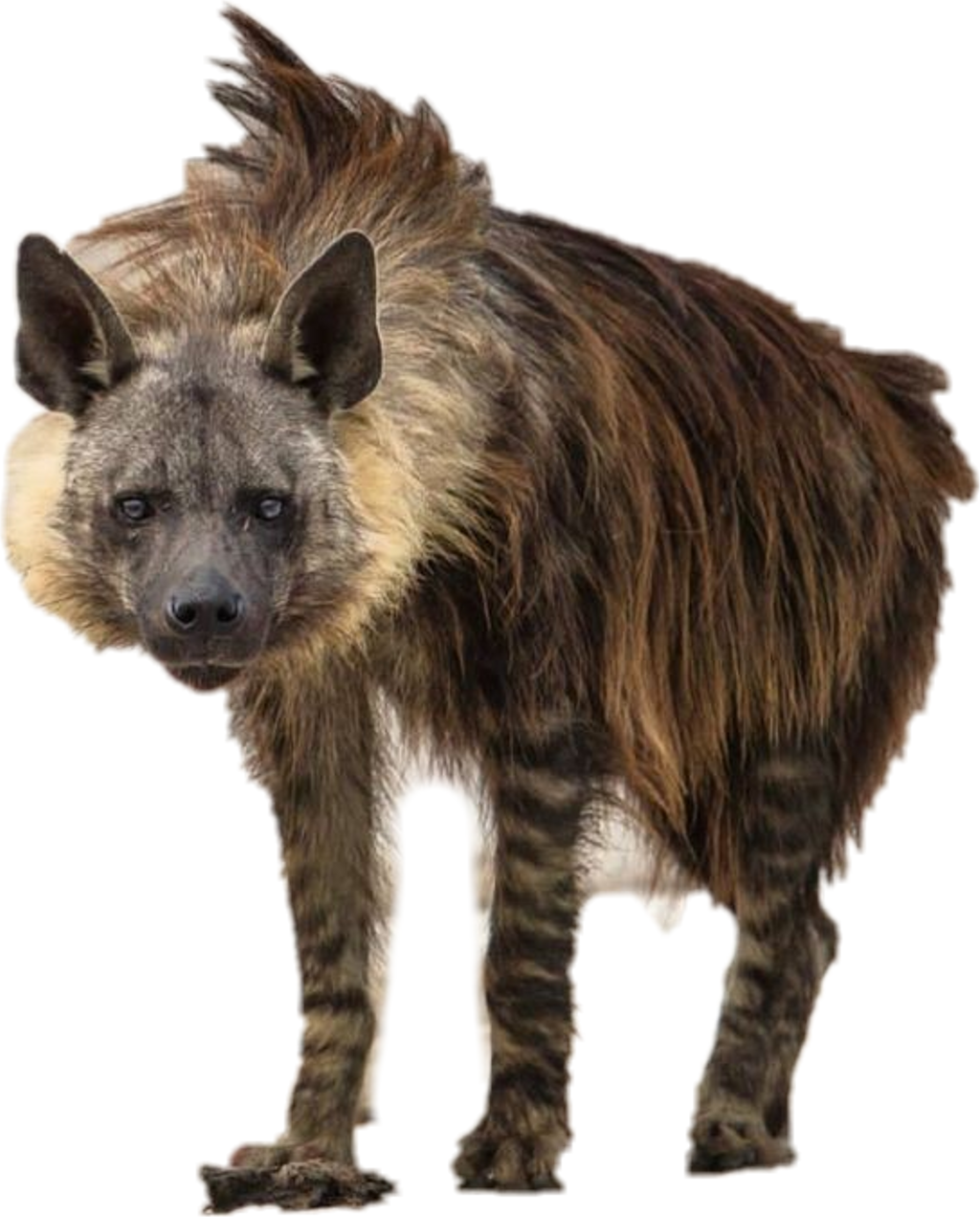 Report Abuse - Types Of Hyena Clipart (1024x1272), Png Download
