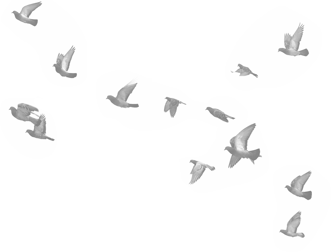 Birds - Bird Migration Clipart (1124x855), Png Download