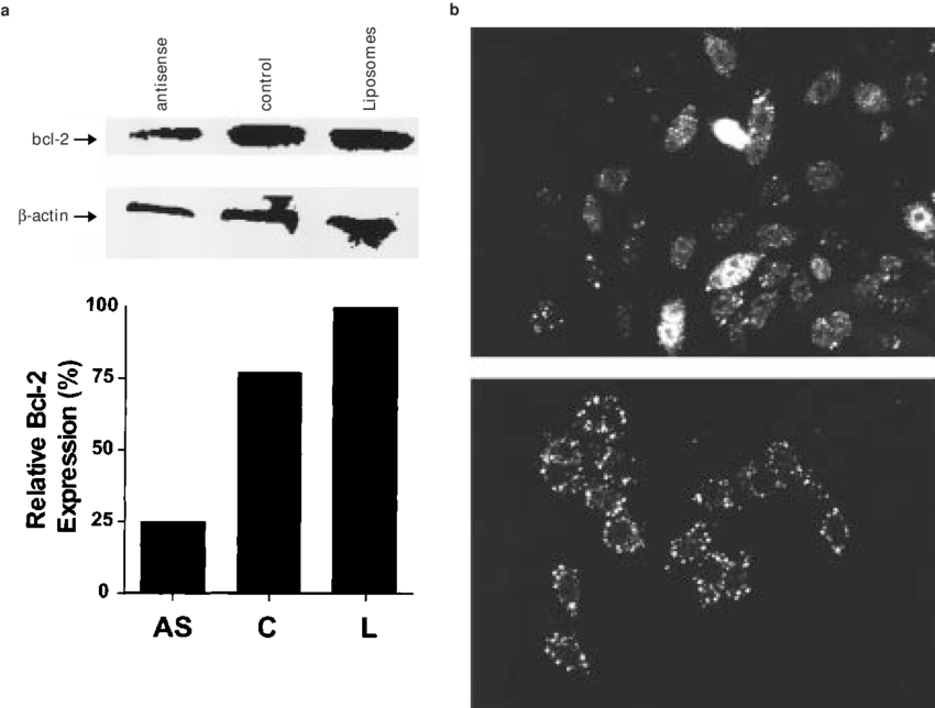 Selective Downregulation Of Bcl-2 Protein In Rko Colon - Graphic Design Clipart (850x644), Png Download