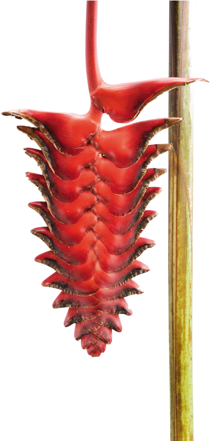 Lobster-claws , Png Download Clipart (413x865), Png Download