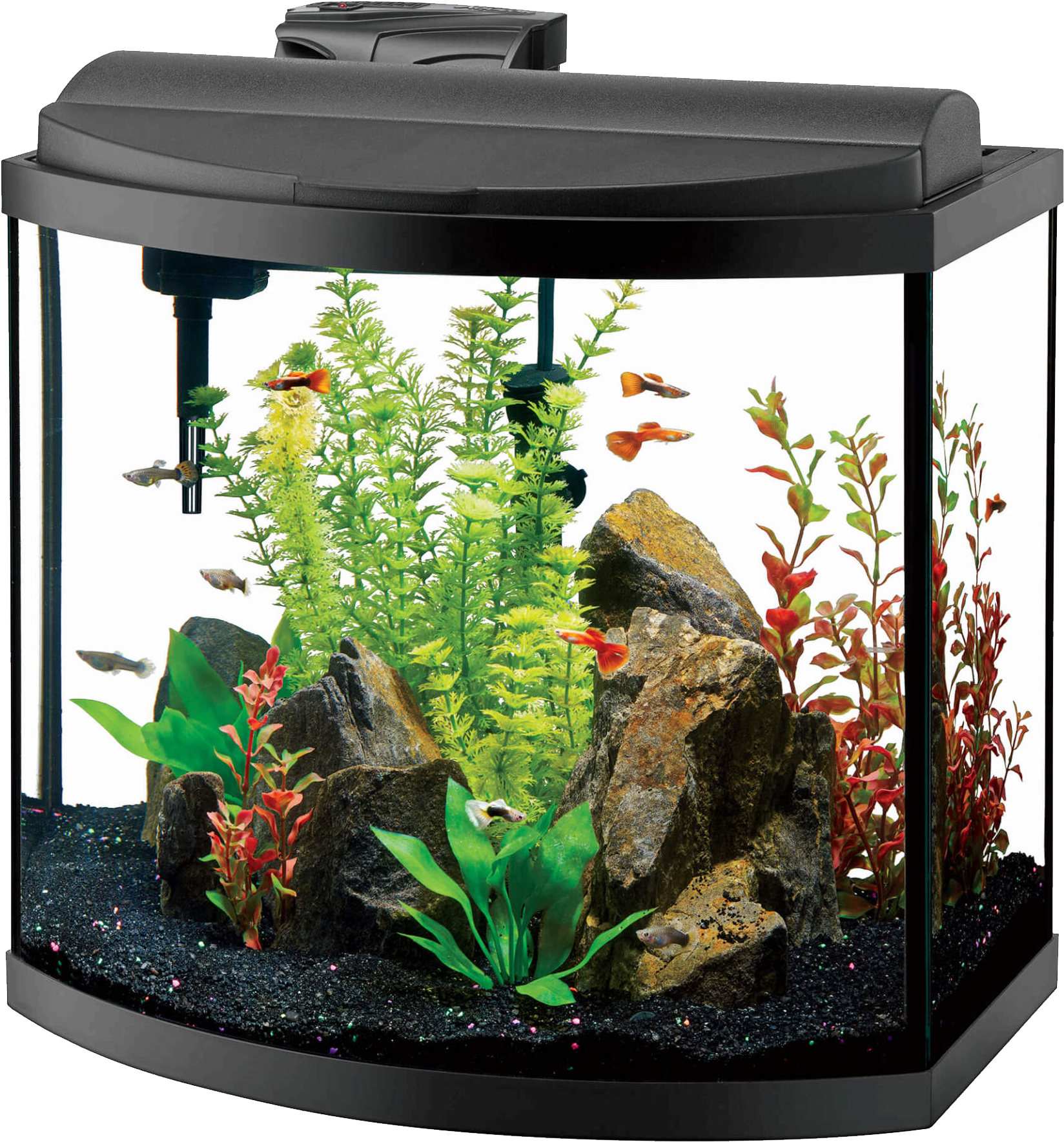 Aquarium Png - 10 Gallon Bow Front Aquarium Clipart (1920x1920), Png Download