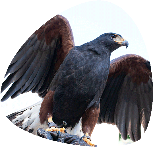 Aguila De Harris Png Clipart (696x531), Png Download