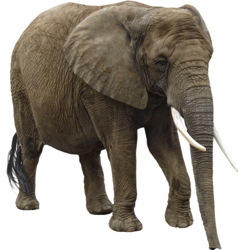 Download Png Image Report - Elephants Png Clipart (900x945), Png Download