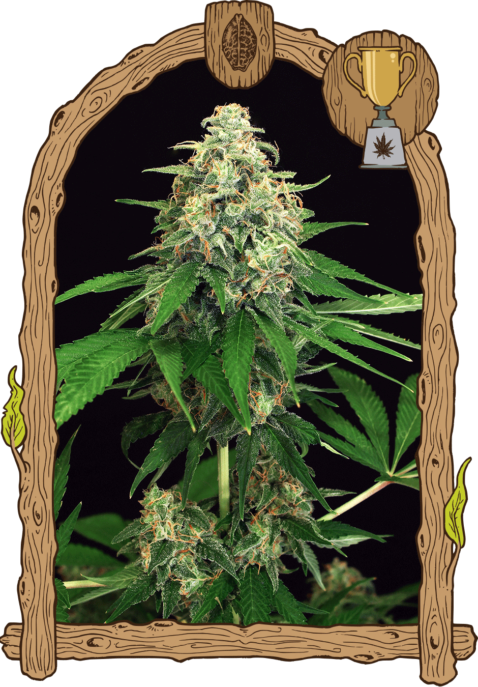 Mango Cream - Mango Cream Auto Exotic Seed Clipart (940x1350), Png Download