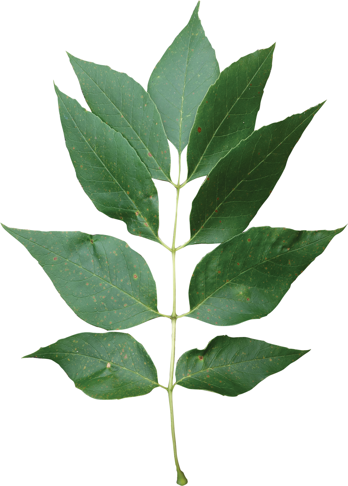 Compound - American Holly Clipart (1200x1688), Png Download