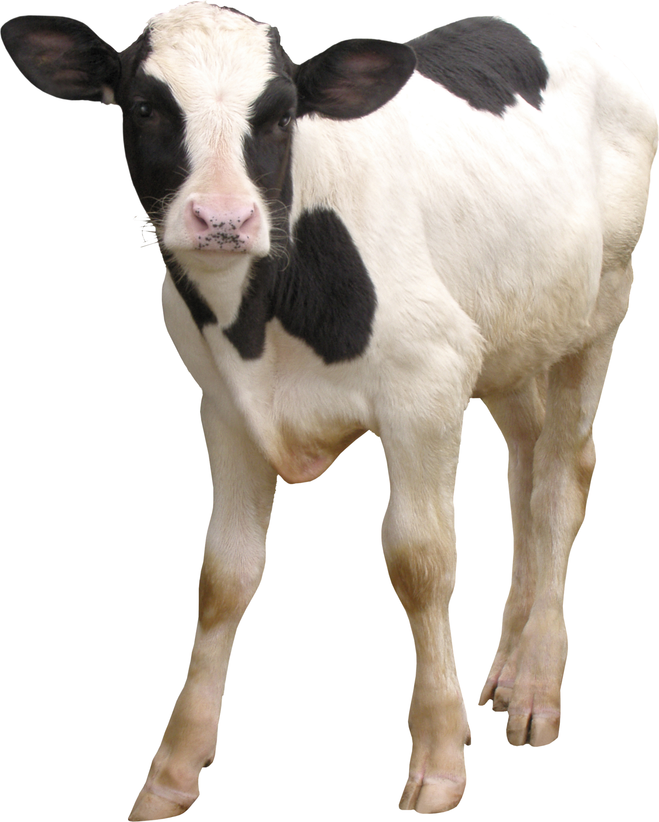 Transparent Calf Png Clipart (2167x2705), Png Download
