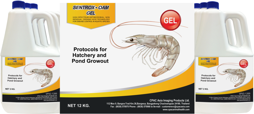 Litopenaeus Setiferus Clipart (1024x484), Png Download