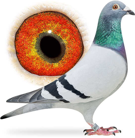 Stefano - Rock Dove Clipart (556x565), Png Download