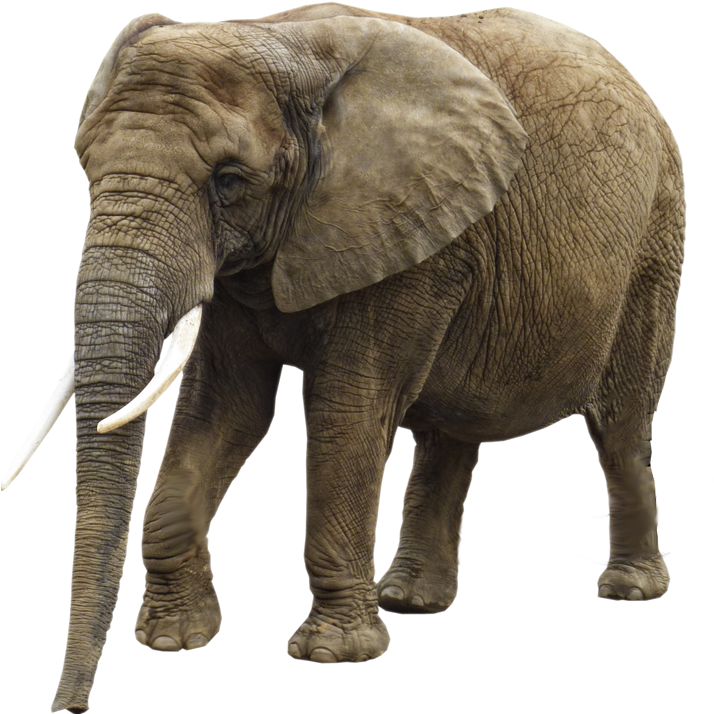 Elephant Png Transparent Images - Elephant Transparent Clipart (800x800), Png Download