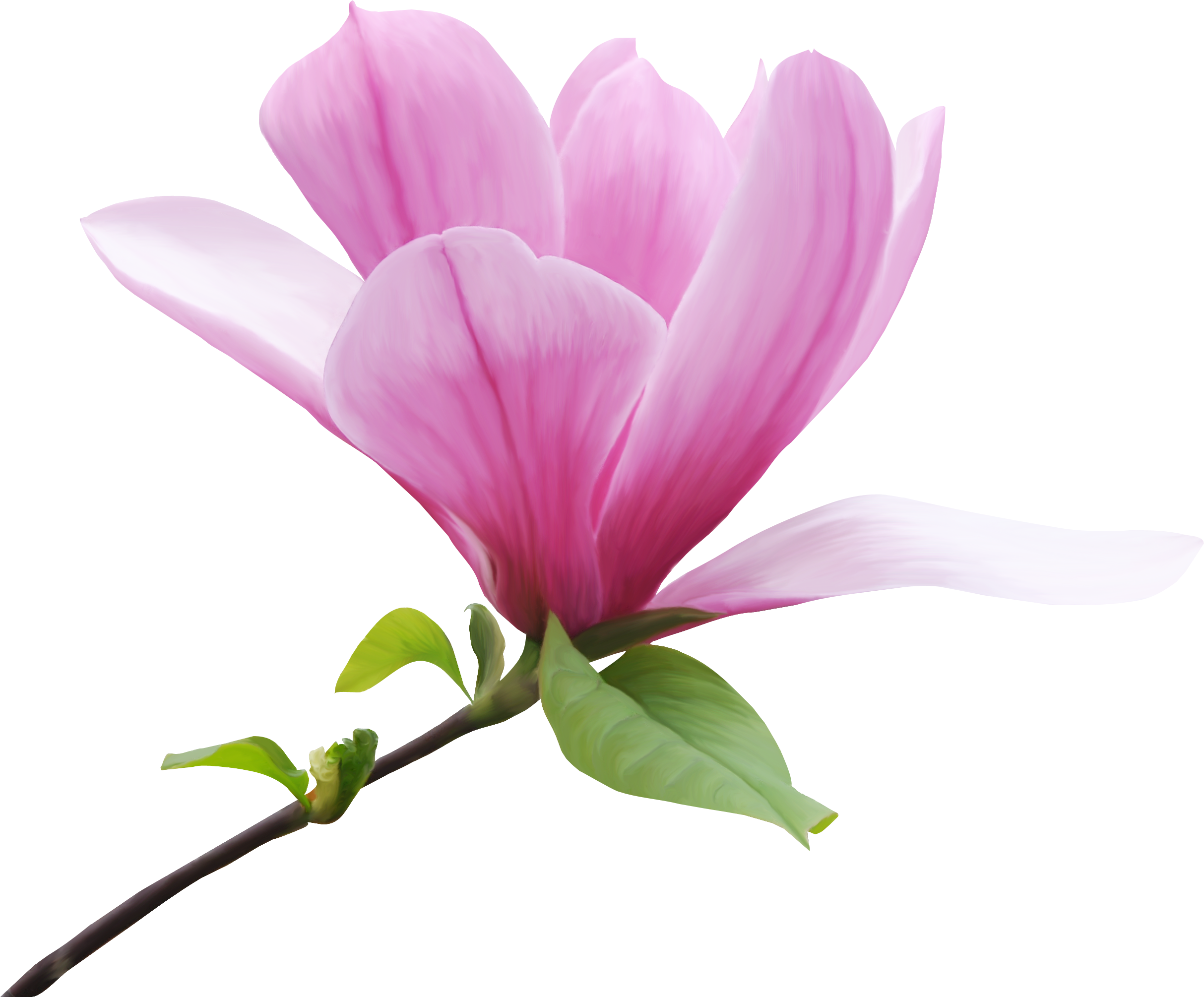 Magnolia Clipart - Beautiful Flowers Transparent Background - Png Download (2427x2010), Png Download