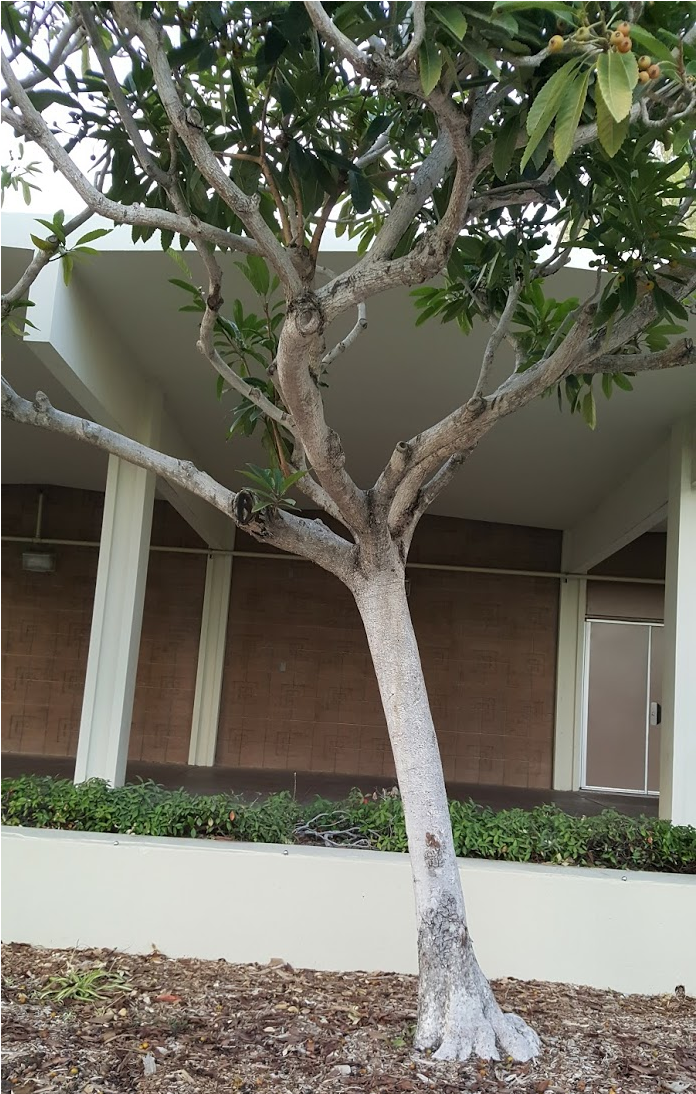 Loquat Tree, - River Birch Clipart (1204x1093), Png Download