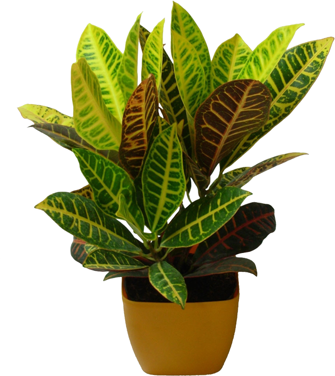 Plant Nursery Png , Png Download Clipart (672x755), Png Download