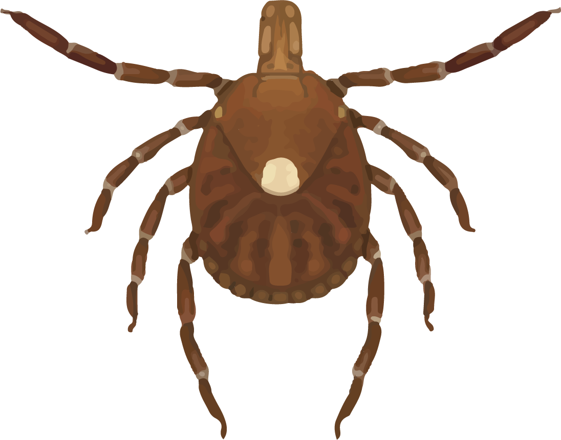 Female Lone Star Tick - Lone Star Tick Clipart (1096x861), Png Download