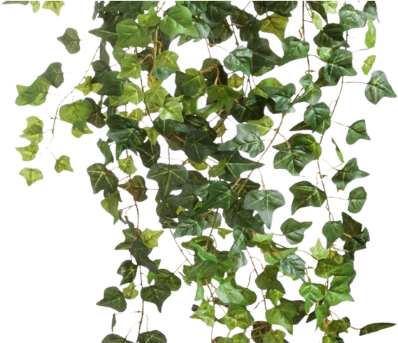 Drawn Ivy Climber Plant - Ivy Png Clipart (640x480), Png Download