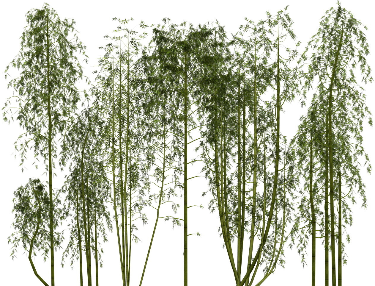 Bamboo, Plant, Wellness, Digital Art, Isolated - Bamboo Png Clipart (960x720), Png Download