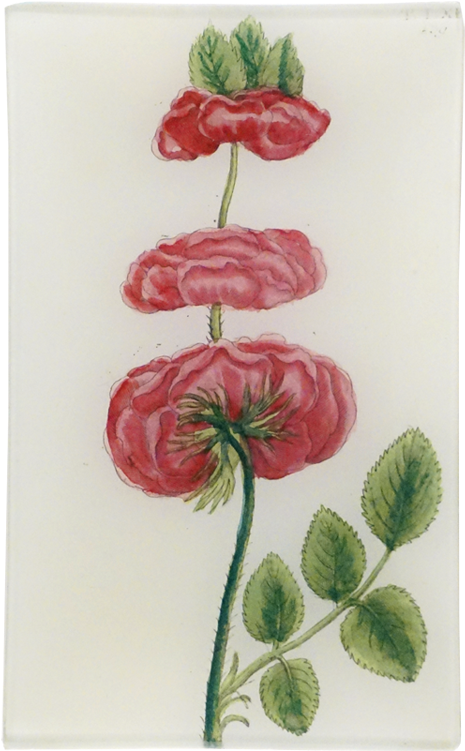 Garden Roses Clipart (800x800), Png Download