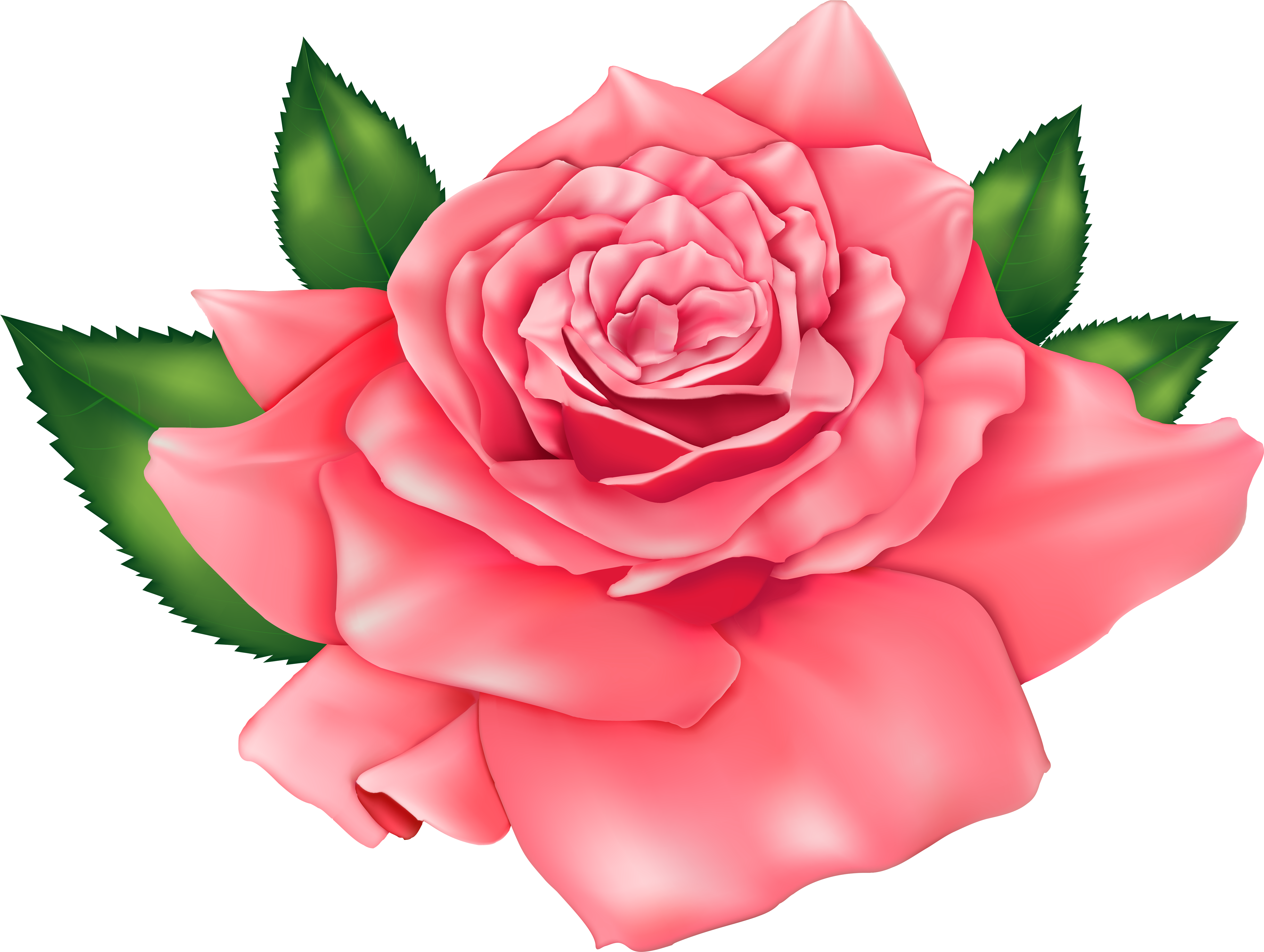 Pink Rose Png Clipart Transparent Png (5000x3767), Png Download